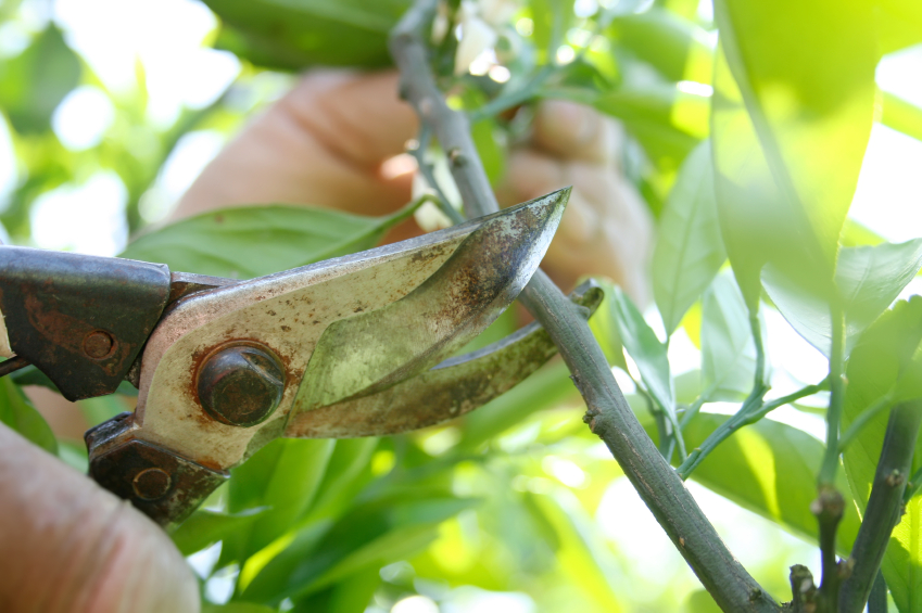 pruning tree