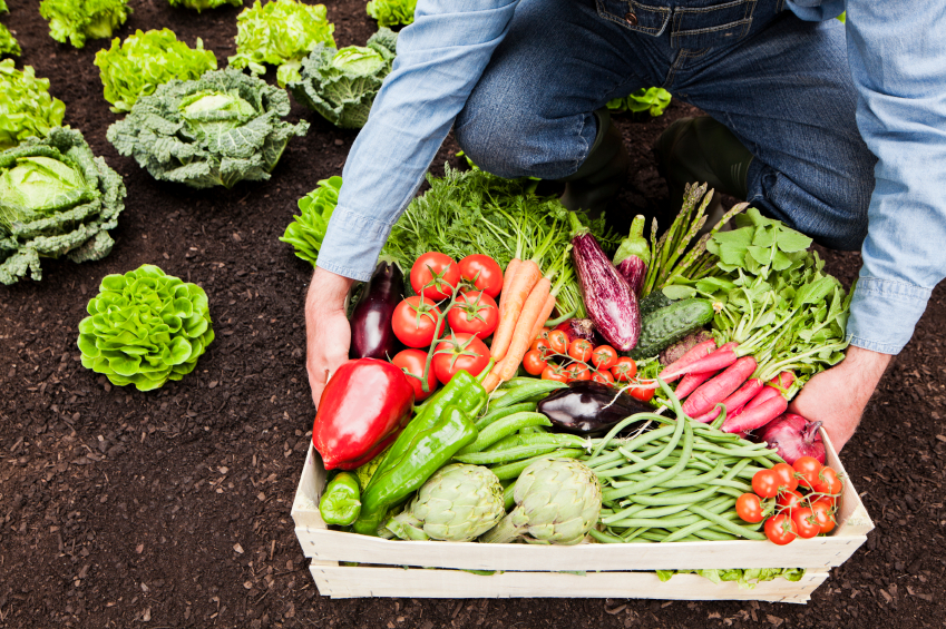 vegetable garden