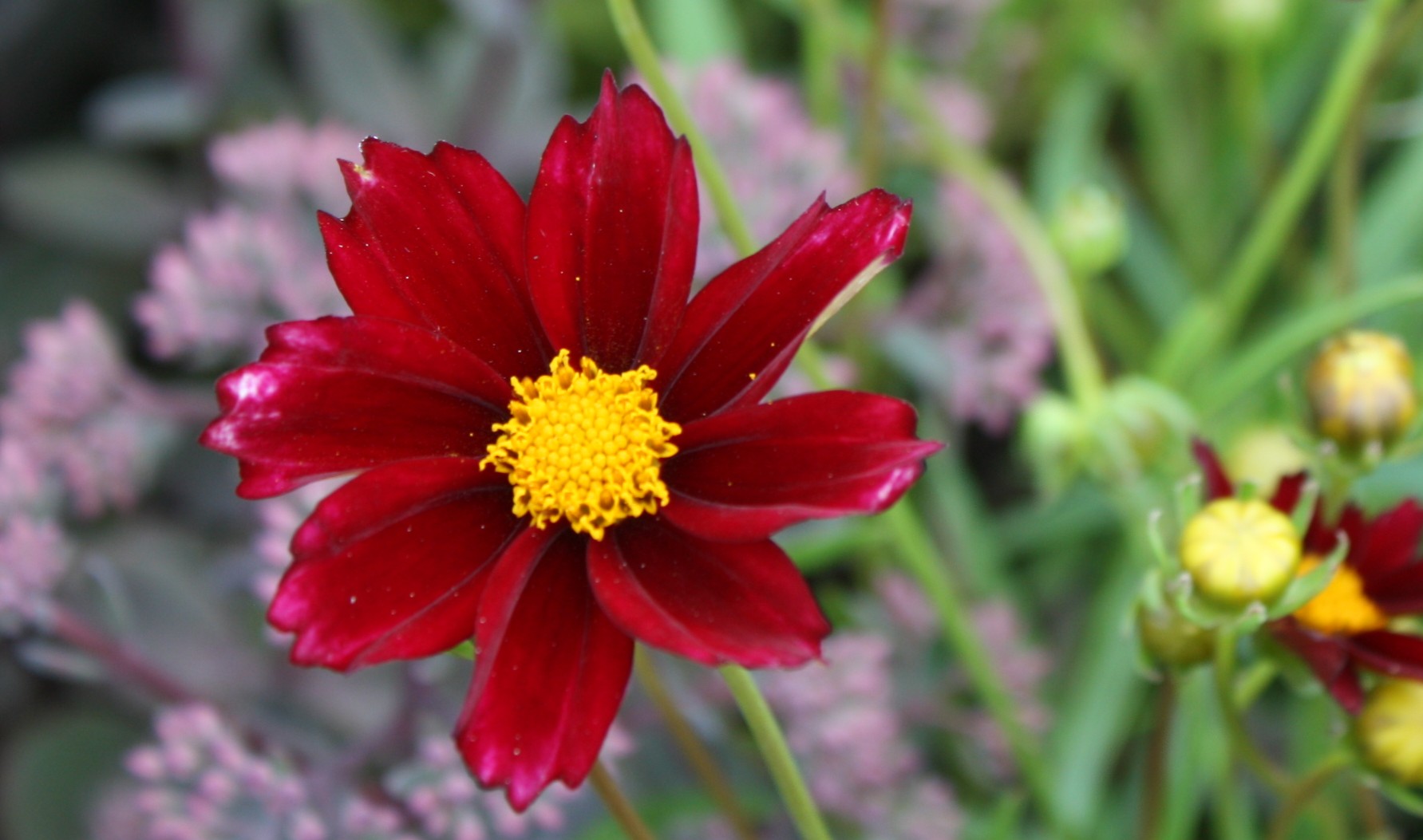 new landscaping perennials