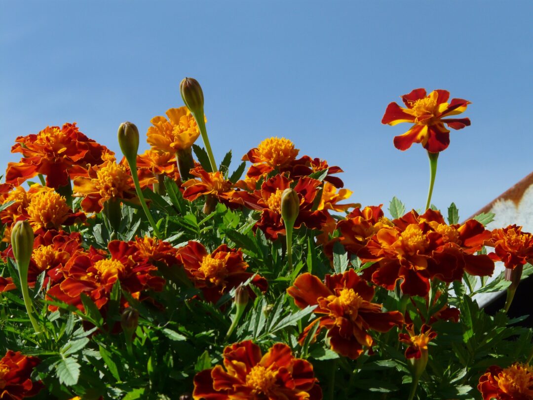 marigold flower