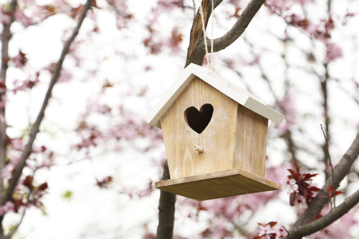 birdhouse in tree