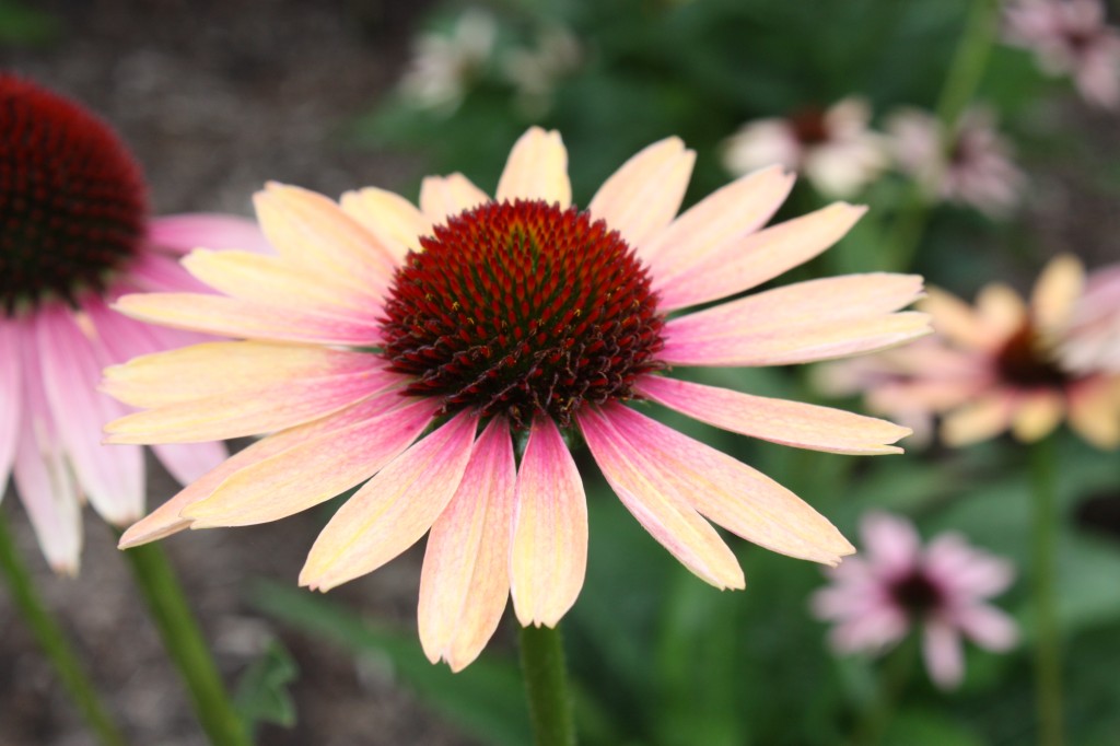 Coneflower