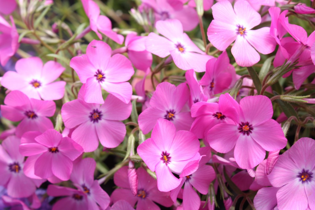 Phlox Perennials