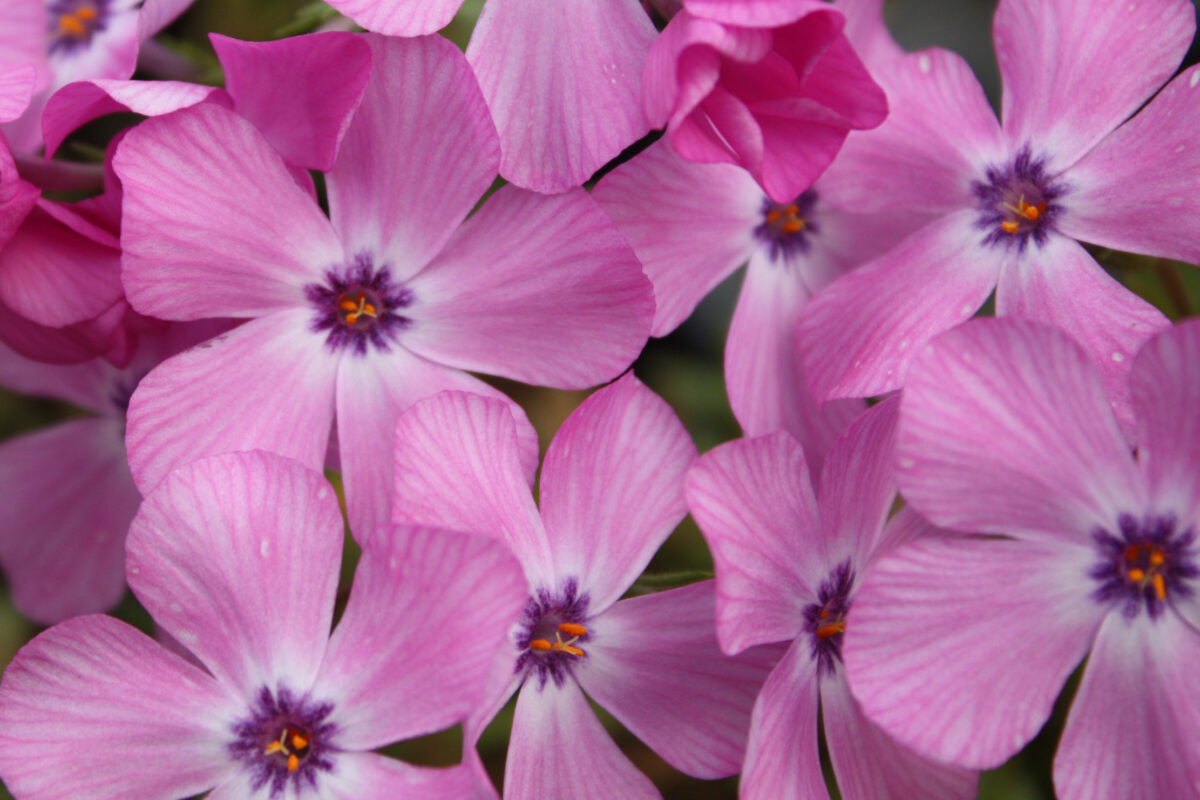 phlox pink profusion