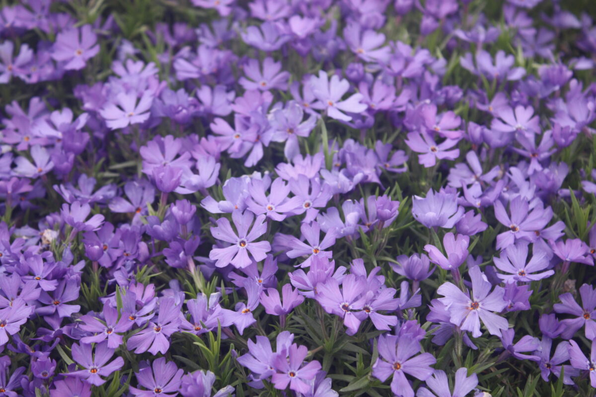 Violet Pinwheels 5 Perennials To Plant This Spring | Landscape Design & Installation ...