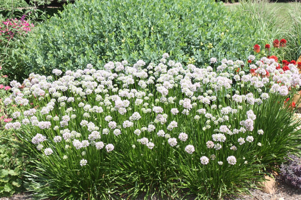 Full Sun Perennials