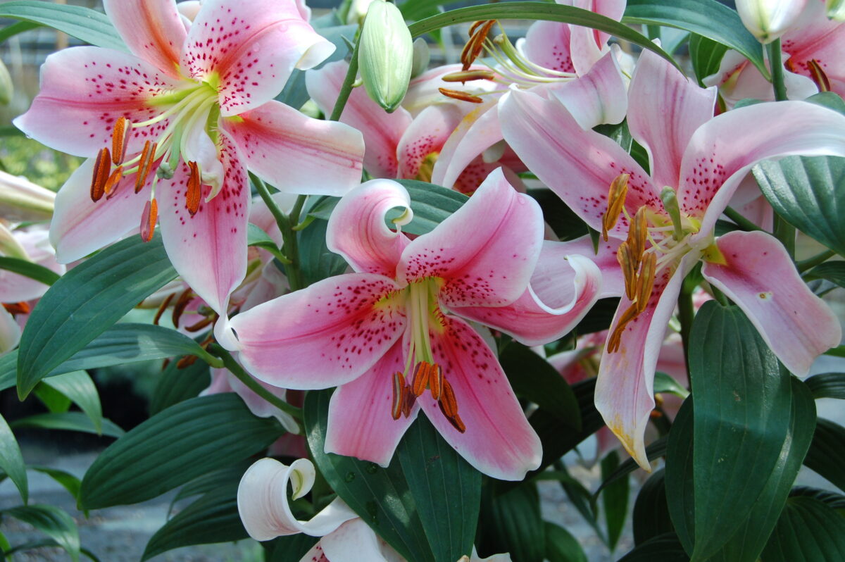 lilium full sun perennials