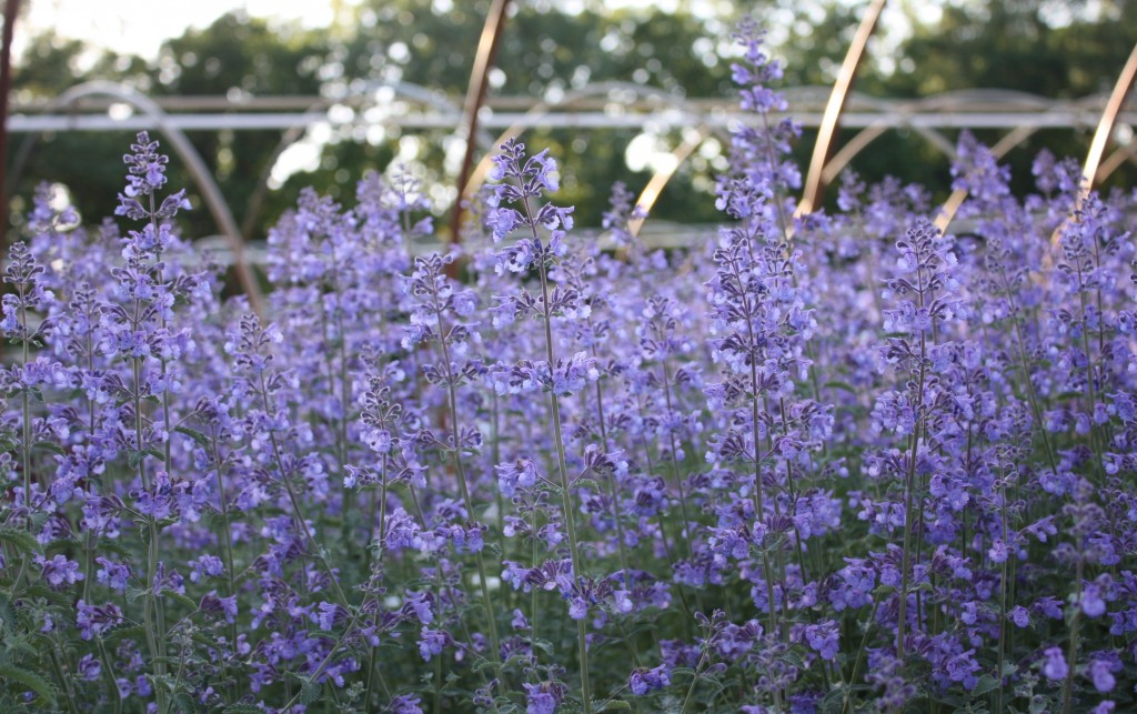 Full Sun Perennials