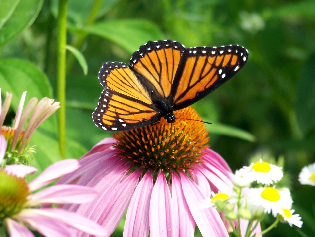 monarch butterfly