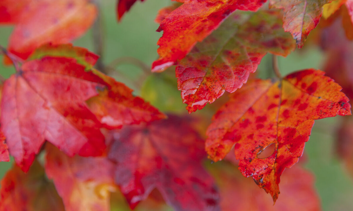 maple leaves planting