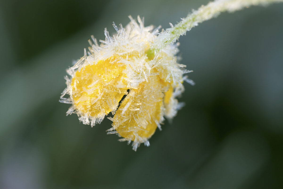 flower with frost