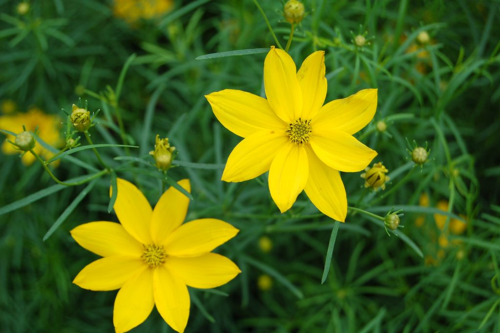 summer blooming perennials