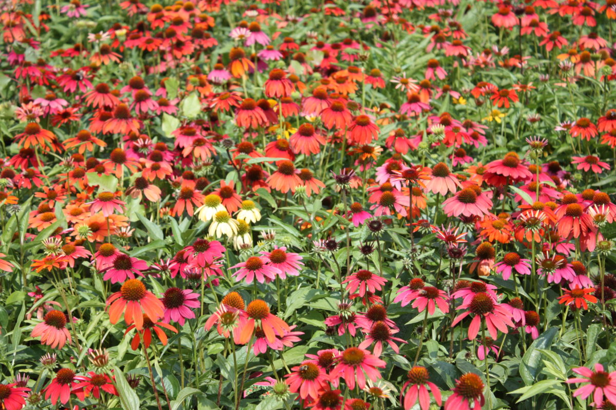 echinacea summer blooming perennials