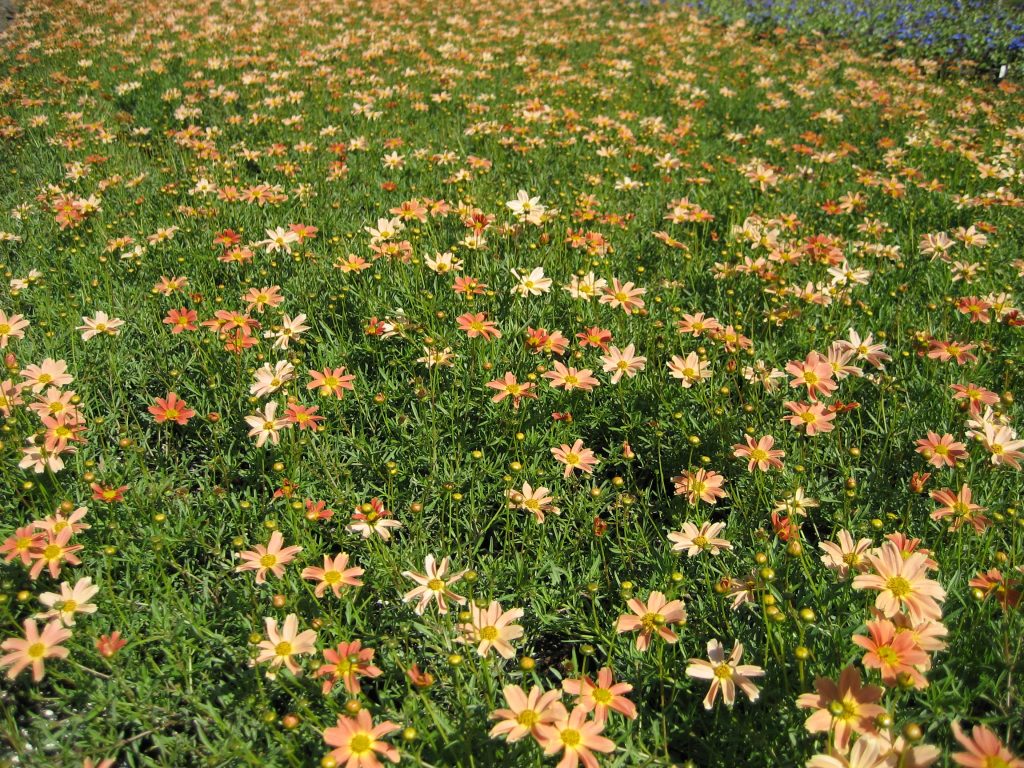 summer blooming perennials