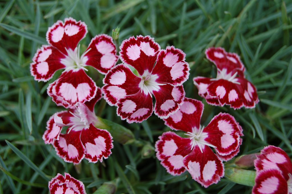 summer blooming perennials