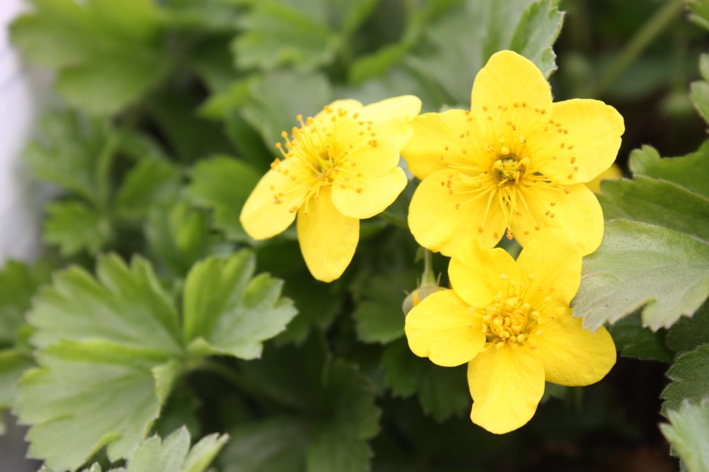 summer blooming perennials