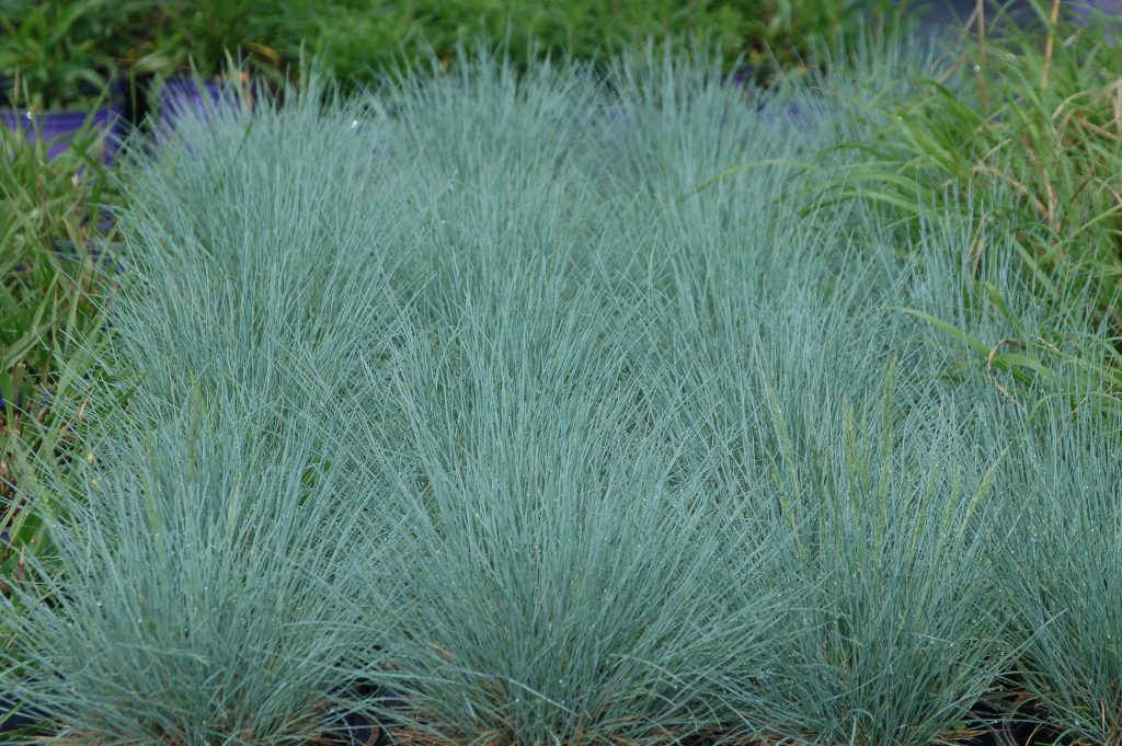 perennial plants festuca