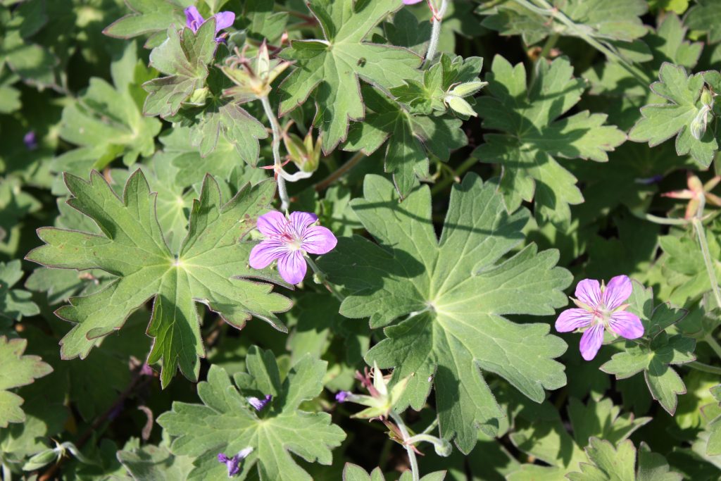 perennial plants geranium wlassovlanum