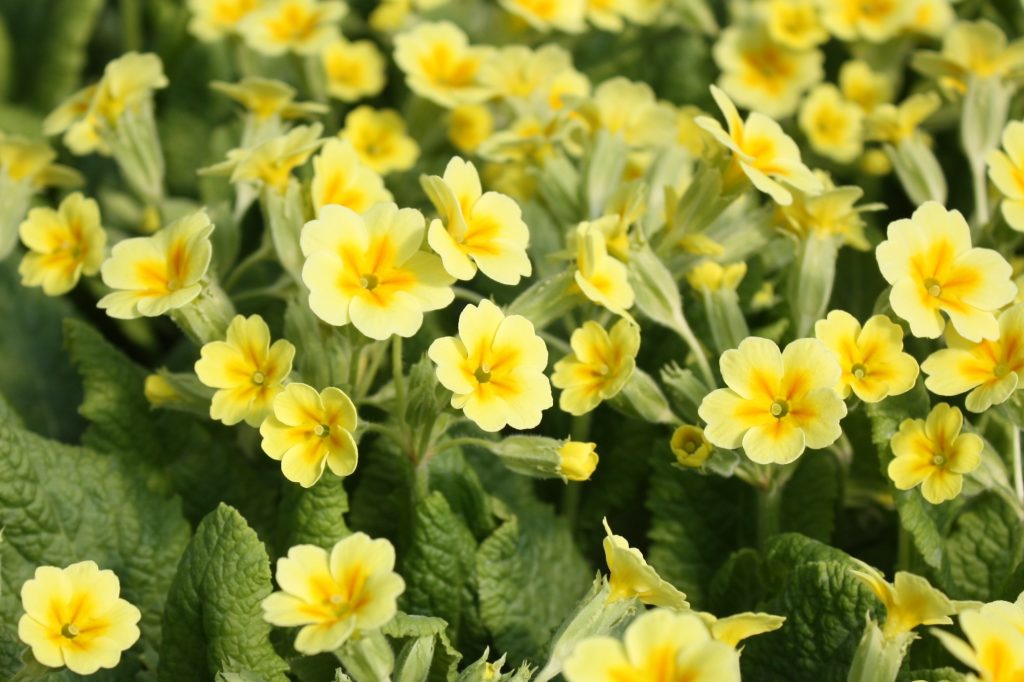 perennial plants primula vulgaris