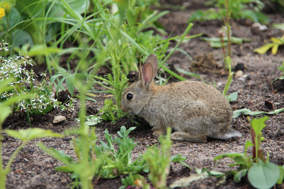 rabbit garden