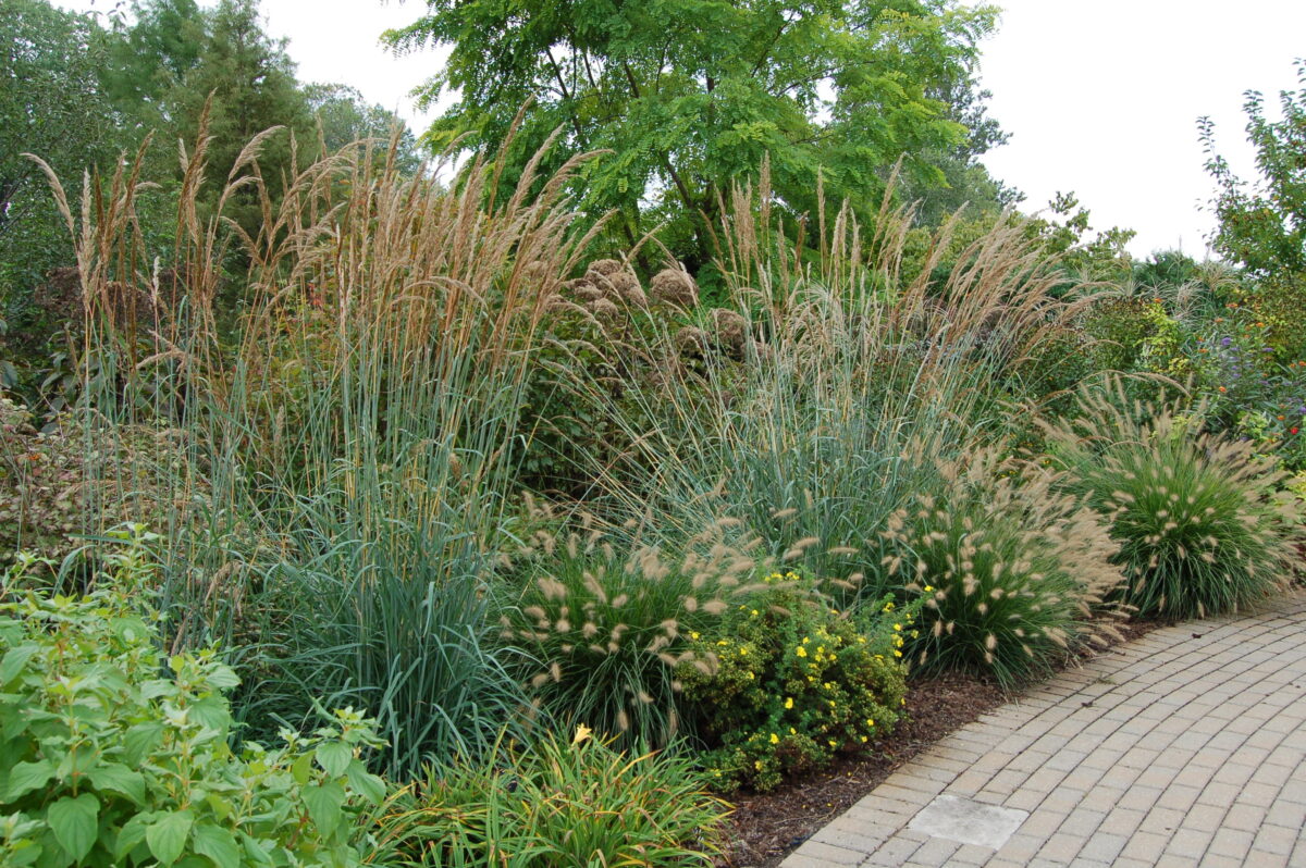 ornamental grasses