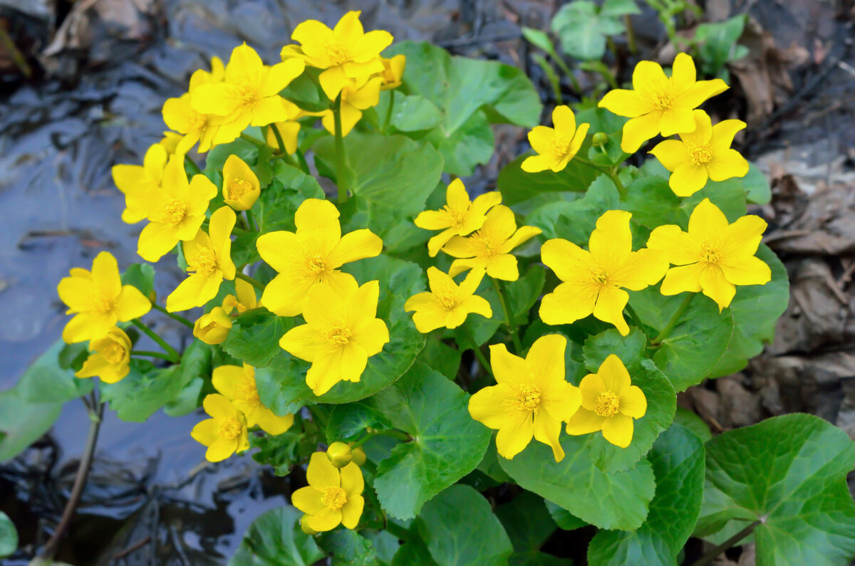 marsh marigold