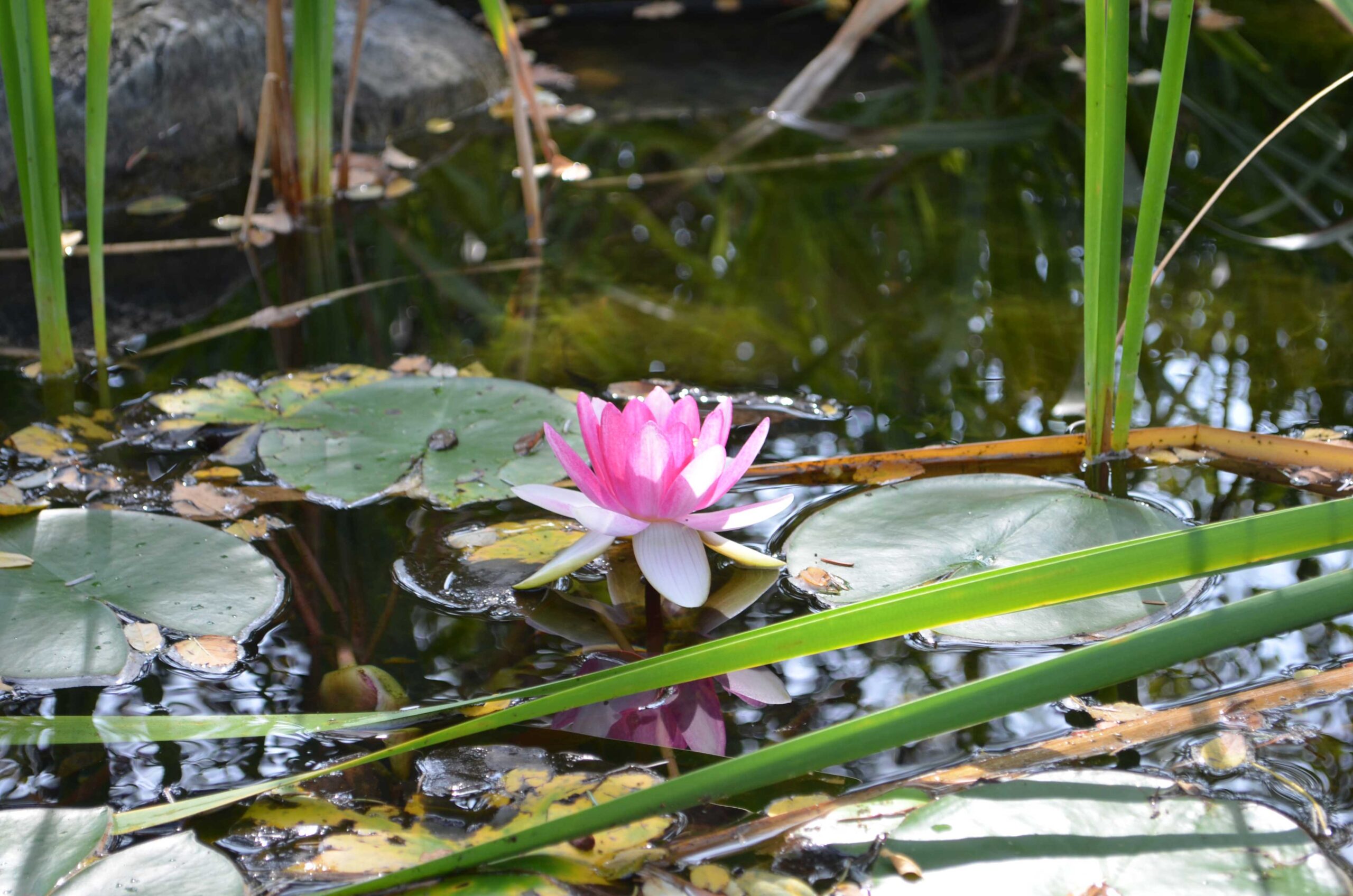 water lilies water feature