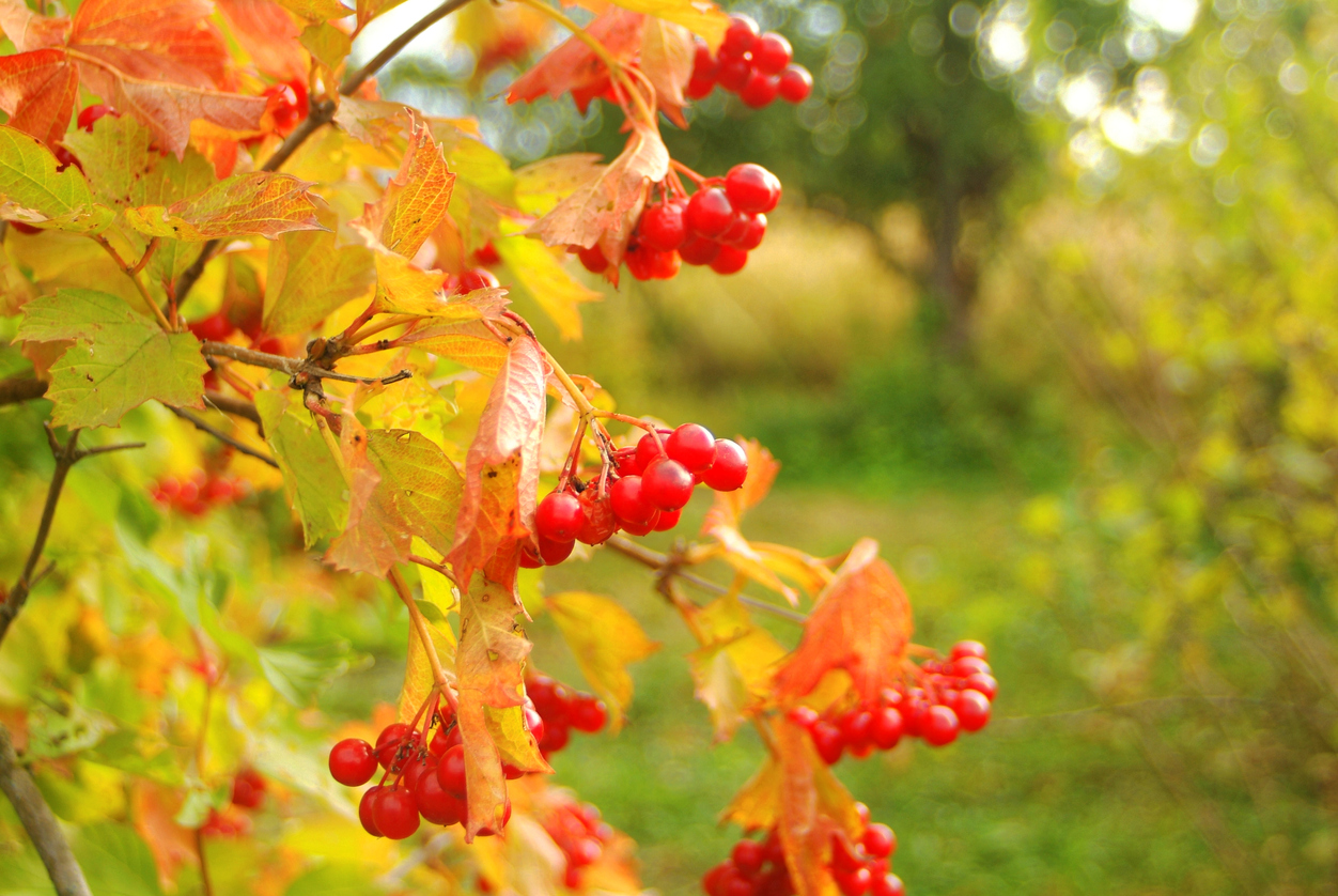 viburnum berries shrub