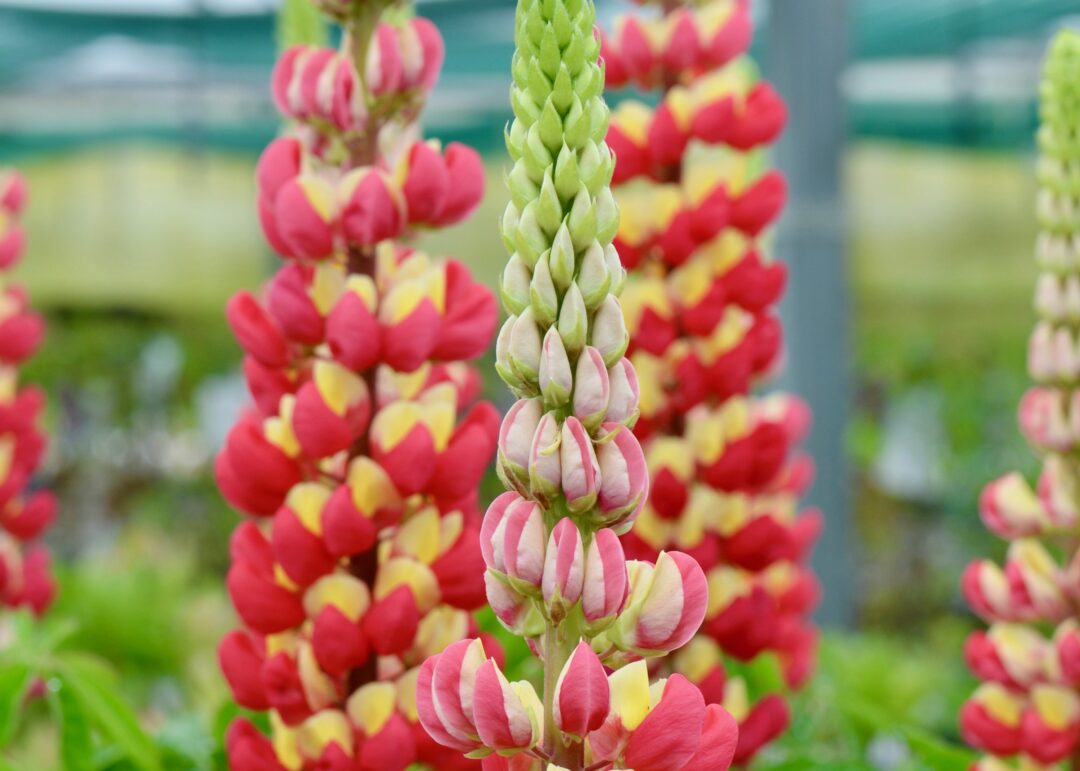 tequila flame perennial